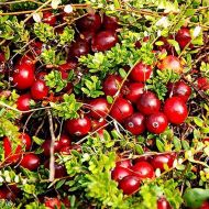 Саджанець Журавлина Бен Лір в контейнері